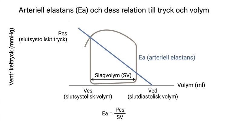 Arteriell elastans illustrerad som relationen mellan slutsystoliskt tryck och slagvolym.