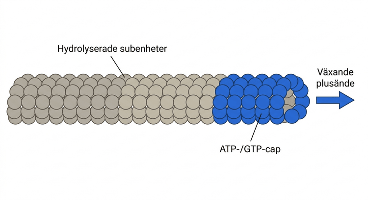 ATP- eller GTP-kap vid ett växande cytoskelettfilament