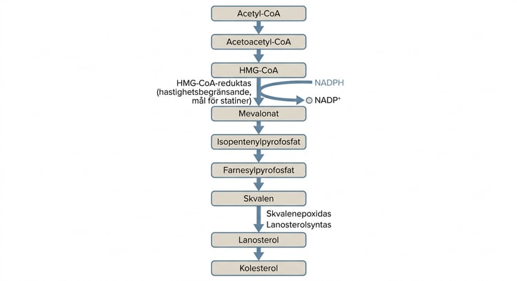 Biokemisk väg från acetyl-CoA via mevalonat, isoprenoider och lanosterol till kolesterol