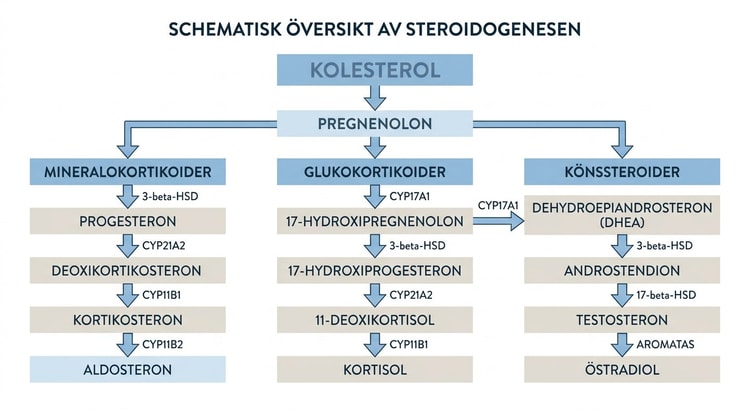 Förenklat schema över steroidogenesen från kolesterol till bland annat kortisol och aldosteron.