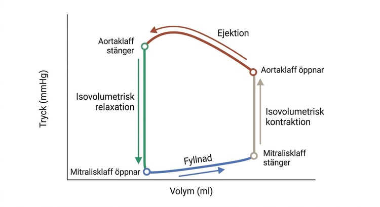 Schematisk vänsterkammarloop med fyllnad, isovolumetrisk kontraktion, ejektion och isovolumetrisk relaxation.