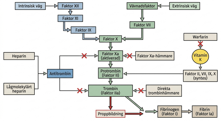 Koagulationskaskaden med angreppspunkter för heparin, warfarin, direkta trombinhämmare och faktor Xa-hämmare.