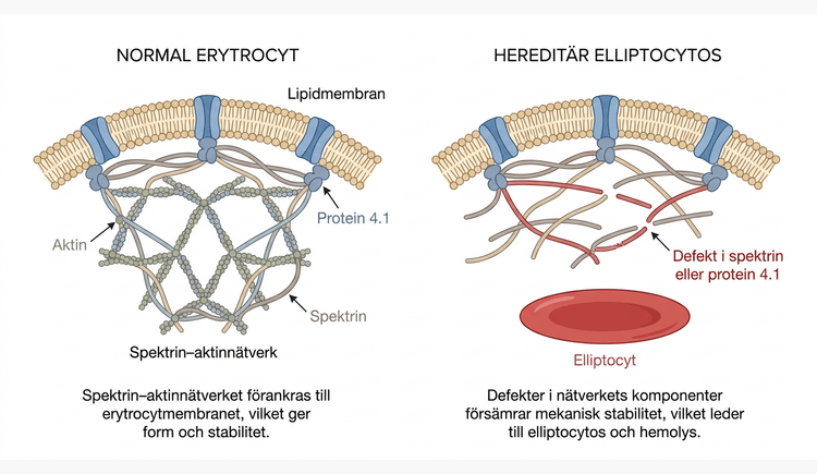 Erytrocytens membranskelett och förändringar vid hereditär elliptocytos
