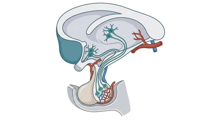 Sagittalsnitt av hypotalamus och hypofys där nervceller i hypotalamus sänder axon genom hypofysstjälken till neurohypofysen, vars nervändar ligger intill kapillärer. Adenohypofysen ligger framför neurohypofysen och saknar nervändar.