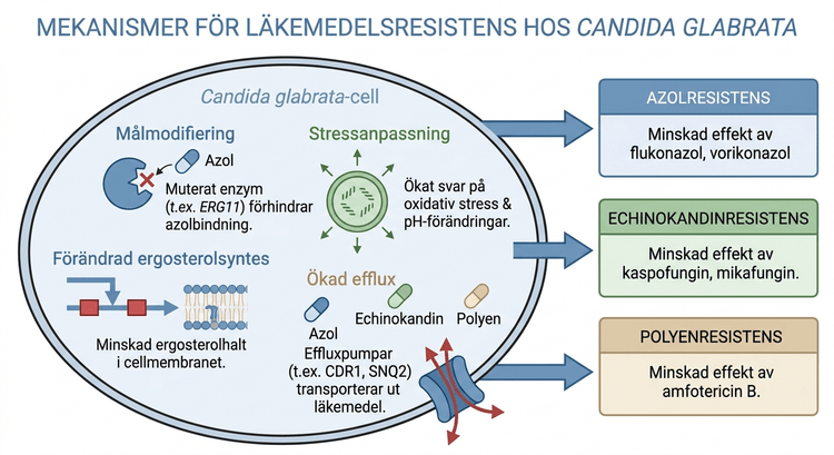 Mekanismer för läkemedelsresistens hos Candida glabrata