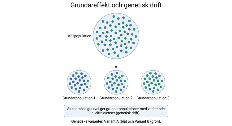 Schematisk bild av en stor källpopulation och flera små grundarpopulationer med avvikande fördelning av två genetiska varianter.