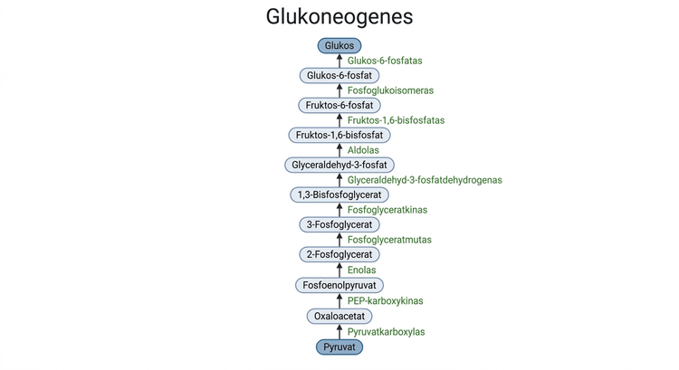 Reaktionsschema för glukoneogenes från pyruvat till glukos