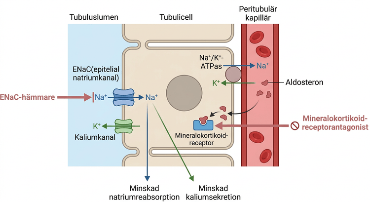 Schema över mineralokortikoidreceptorantagonister och ENaC-hämmare i distala nefronet