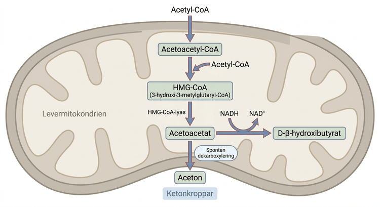 Ketogenes från acetyl-CoA via acetoacetyl-CoA och HMG-CoA till acetoacetat, beta-hydroxibutyrat och aceton.
