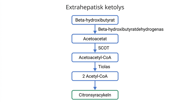 Ketolys med omvandling av beta-hydroxibutyrat och acetoacetat via acetoacetyl-CoA till acetyl-CoA.