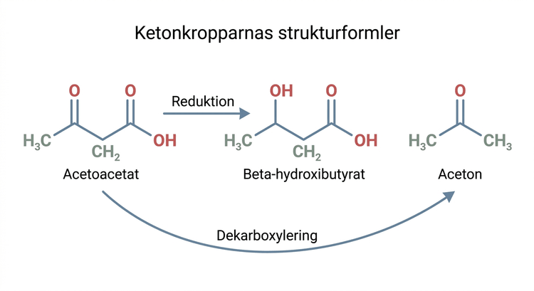 Strukturformler för aceton, acetoättiksyra och beta-hydroxismörsyra.