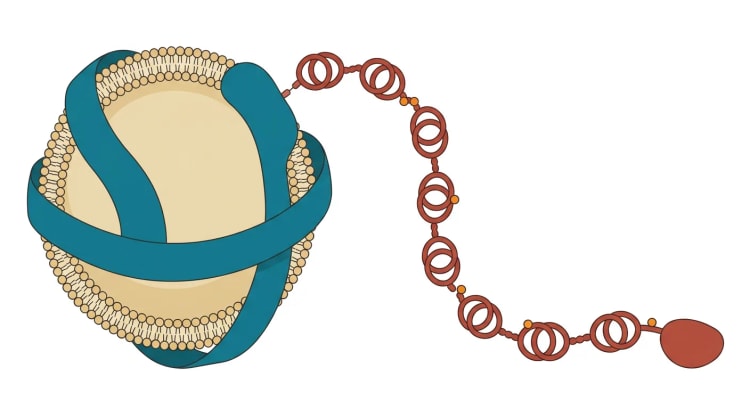 Schematisk illustration av en lipoprotein(a)-partikel: en LDL-liknande lipidkärna med apolipoprotein B-100, som är förenad med apolipoprotein(a), en kedja av kringledomäner som bär oxiderade fosfolipider.