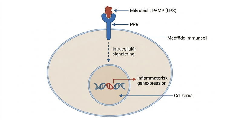 Illustration av hur ett mikrobiellt PAMP känns igen av en PRR på en medfödd immuncell.