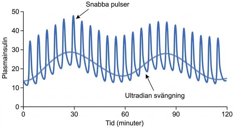Diagram som illustrerar pulsativ insulinsekretion över tid