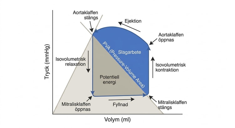 Tryck–volymdiagram där slagarbete och potentiell energi tillsammans bildar PVA.