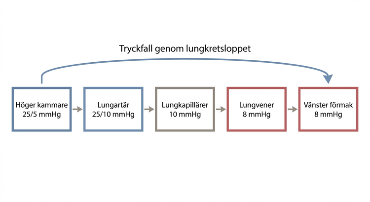 Diagram över normala tryck i hjärtats högra sida och lungcirkulationen