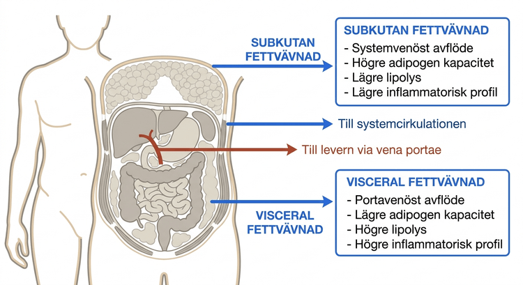 Schematisk fördelning av subkutan och visceral vit fettvävnad i människokroppen.