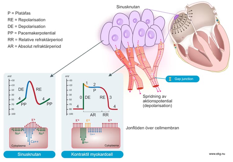 Figur 1. Aktionspotentialer i sinusknutan och myokardceller samt intracellulära jonflöden. Fas 4 kallas “pacemaker-potential” i sinusknutans celler.