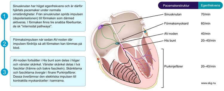 Figur 4. Översikt av retledningssystemet och impulsens väg genom hjärtat. Till höger i bild syns pacemaker-hierarkin i hjärtat. Samtliga dessa strukturer har alltså automaticitet och kan därför etablera en rytm. Sinusknutan har högst egenfrekvens, vilket förklarar varför den sätter hjärtrytmen under normala omständigheter.