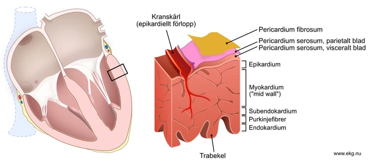 Figur 5. Schematisk bild av hjärtmuskelväggens lager. Notera att termen "myokardium" oftast används för att beskriva hela tvärsnittet.