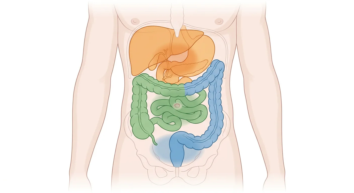 Bukorgan sedda framifrån, färgkodade efter embryologiskt ursprung, med motsvarande smärtzoner i epigastriet, periumbilikalt och i hypogastriet.