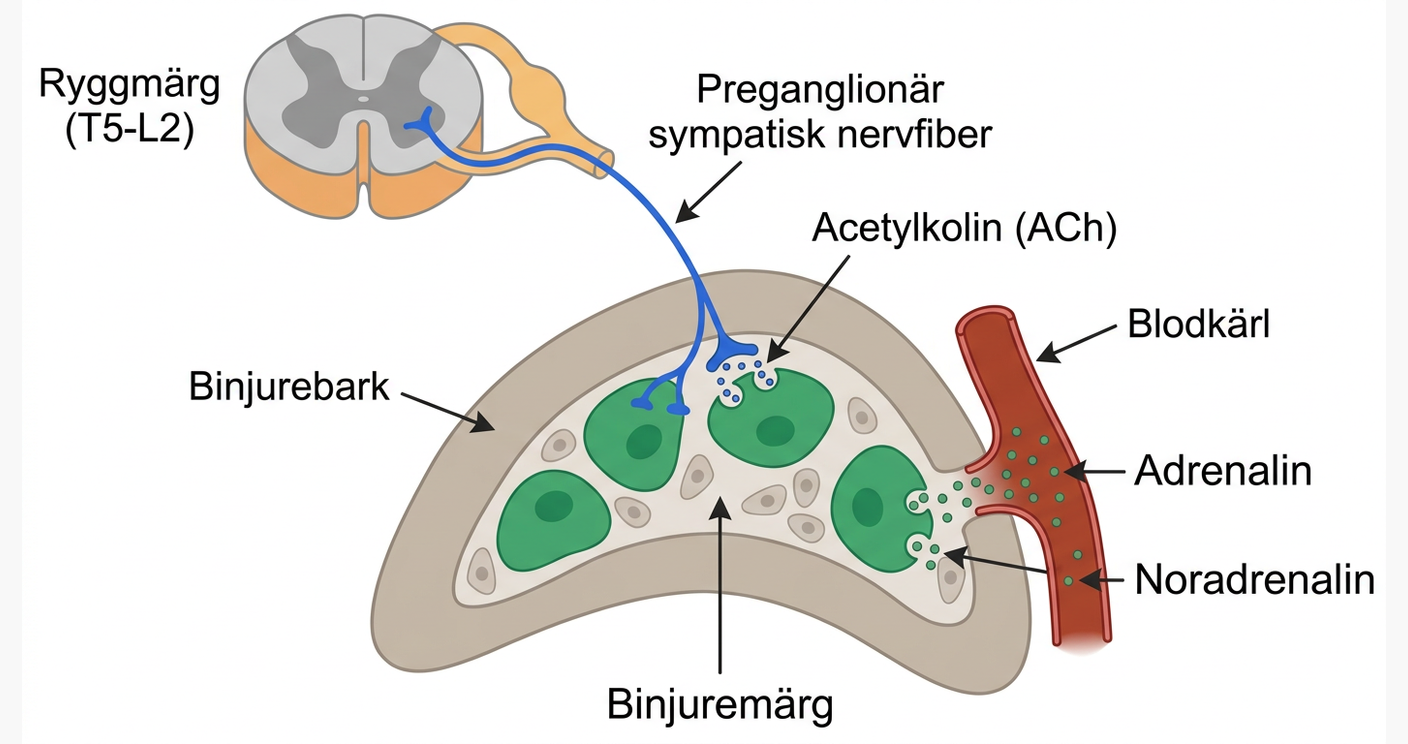 Preganglionär sympatisk innervation av binjuremärgens kromaffina celler