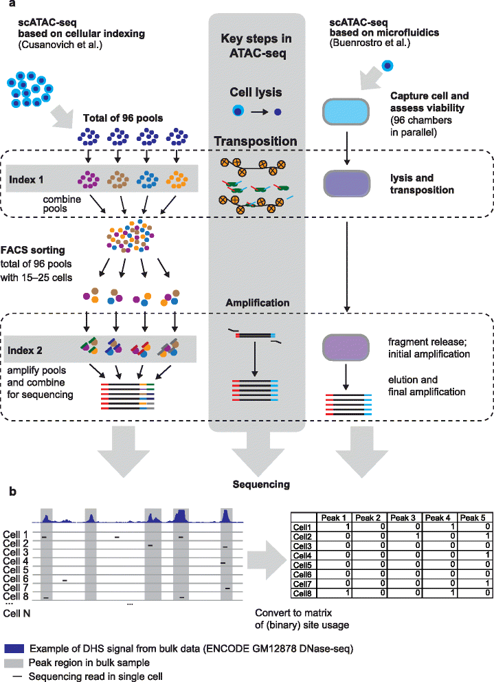 Schematisk jämförelse av arbetsflöden för ATAC-seq i enskilda celler