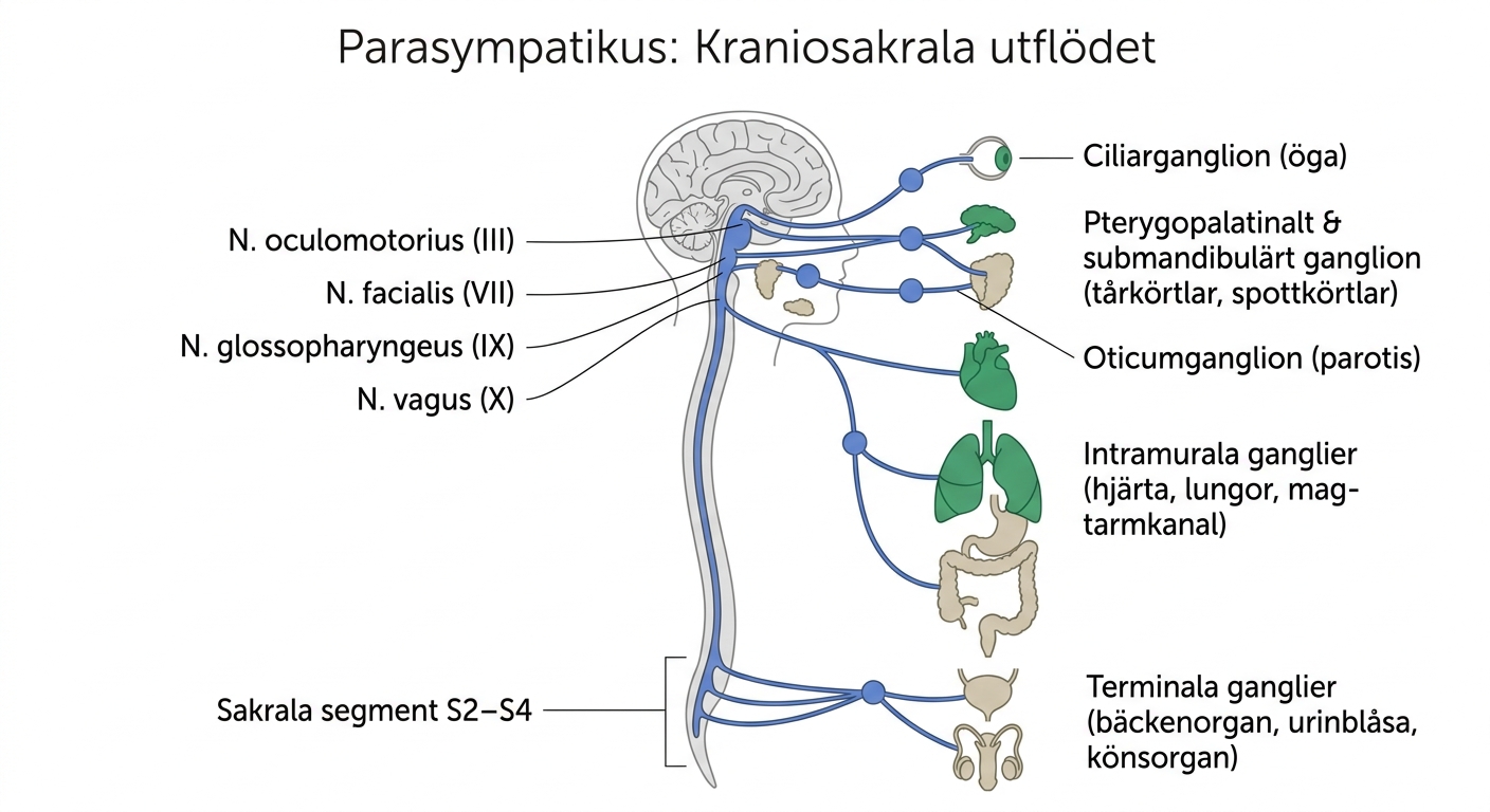 Anatomisk översikt över parasympatikus kraniosakrala utflöde