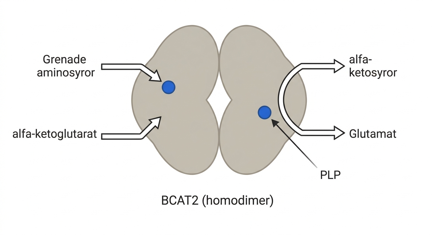 Struktur av humant mitokondriellt branched-chain-aminotransferas som homodimer med bundet pyridoxal-5-fosfat.