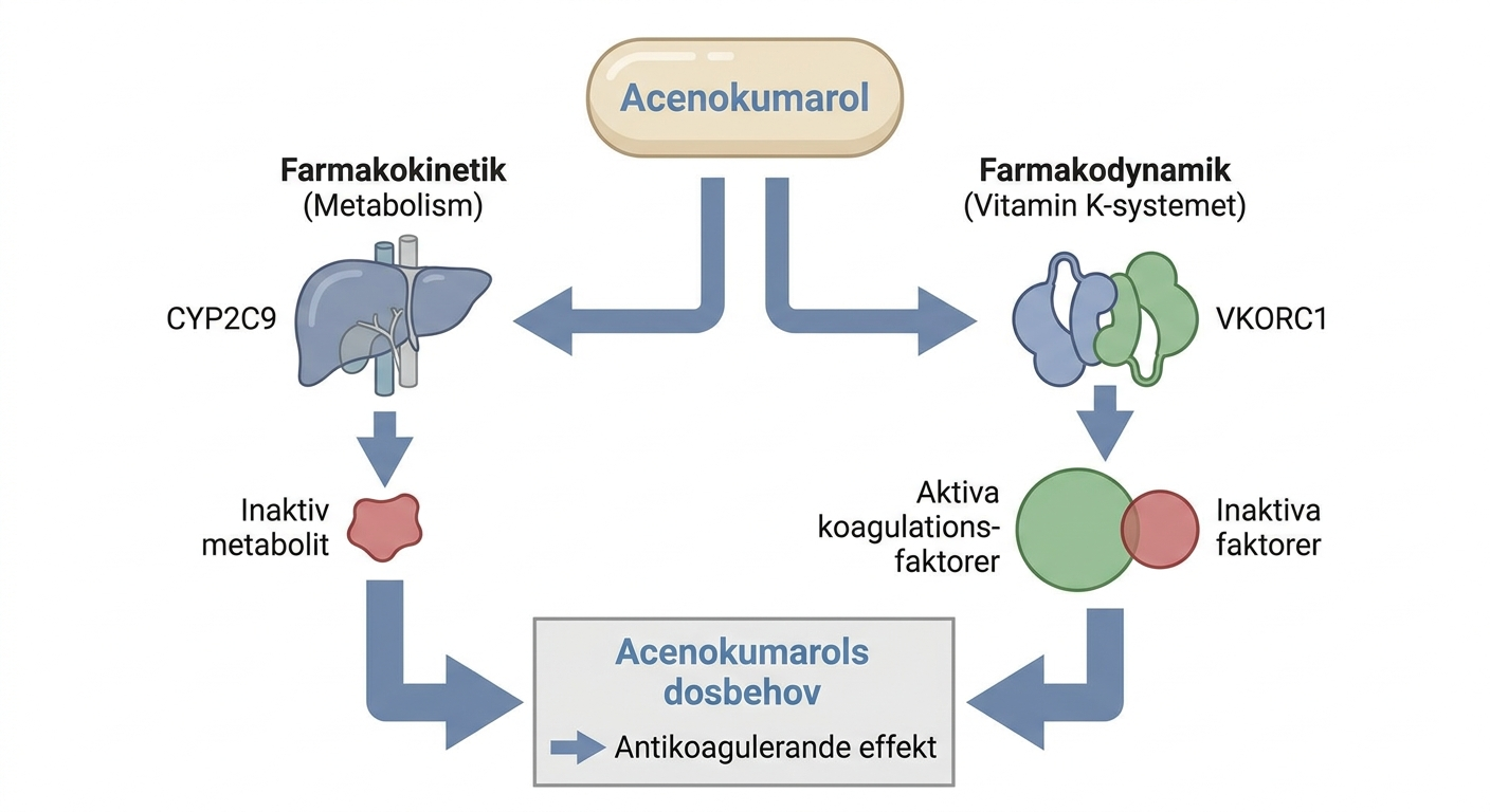 Schema över kandidatgener som påverkar acenokumarols metabolism och antikoagulerande effekt.