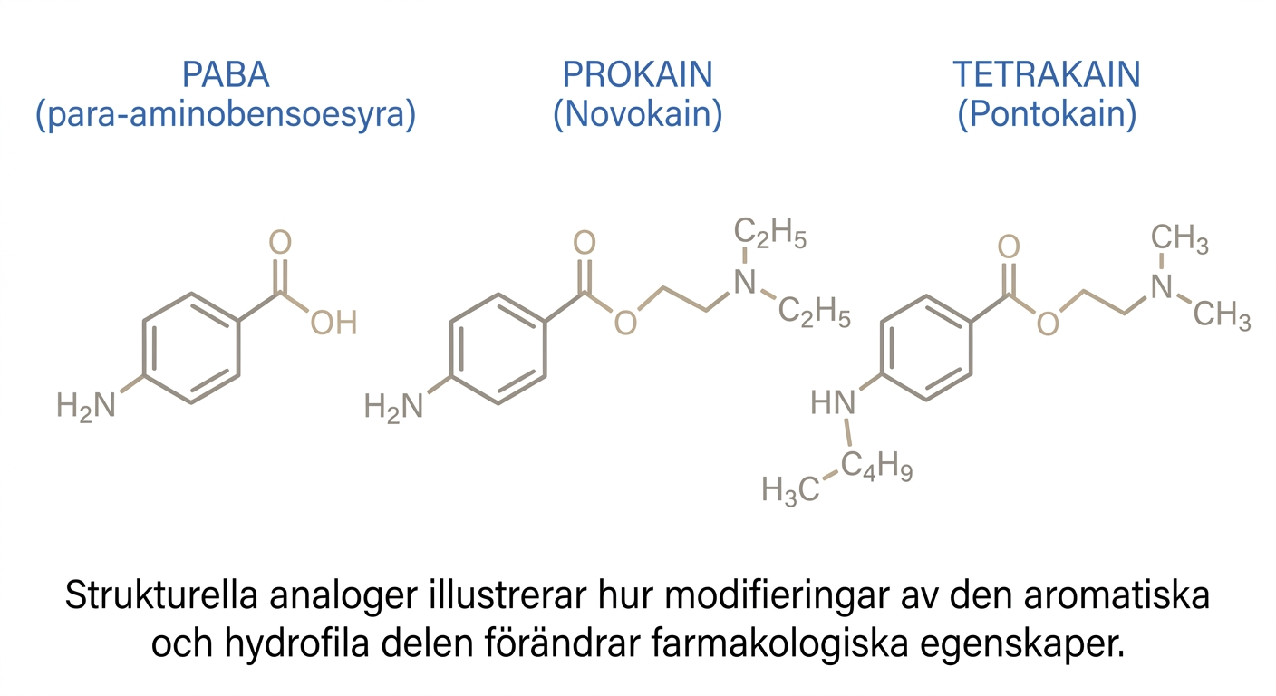 Strukturformler för PABA-relaterade ester-lokalanestetika