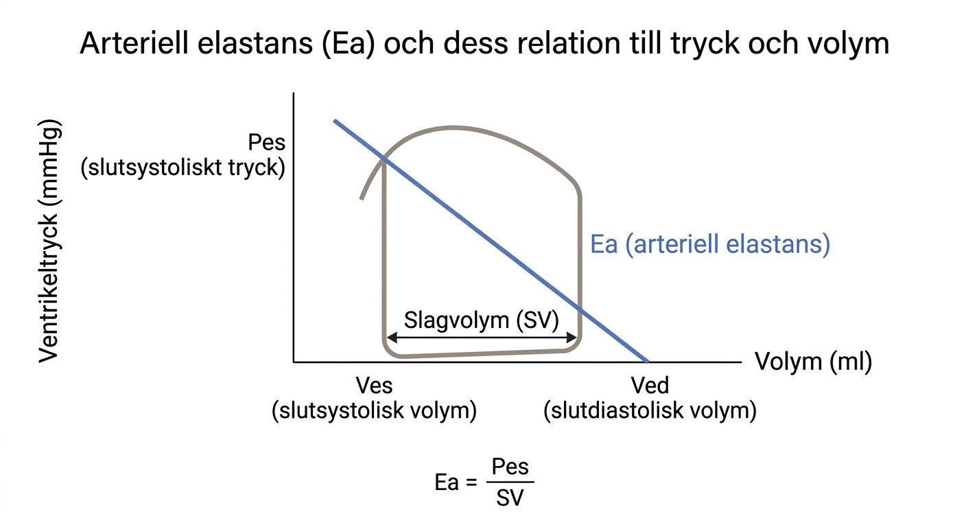 Arteriell elastans illustrerad som relationen mellan slutsystoliskt tryck och slagvolym.
