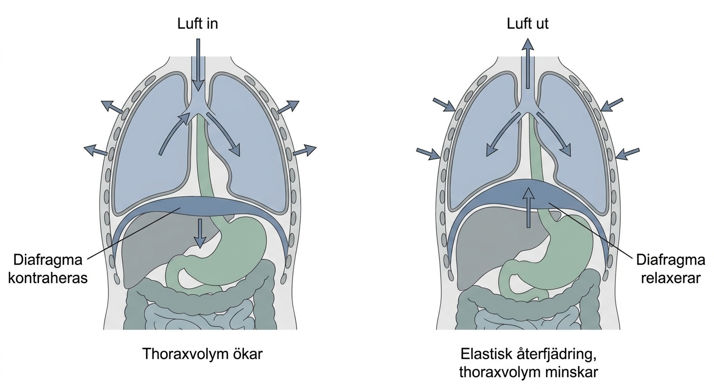 Schematisk bild av diafragmans och bröstkorgens rörelser vid lugn inspiration och expiration.