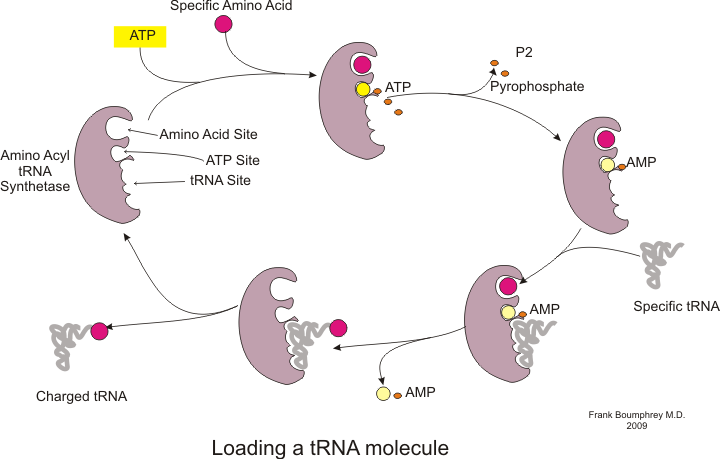 Aminoacyl-tRNA-syntetas laddar ett tRNA med en aminosyra
