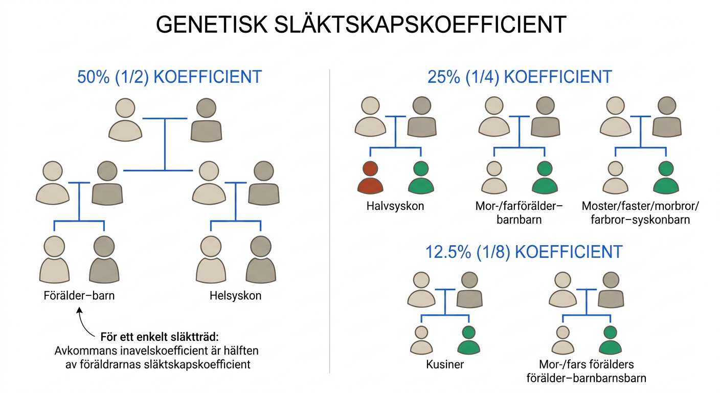 Diagram över familjerelationer och deras genetiska släktskapskoefficienter