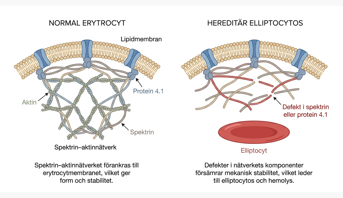 Erytrocytens membranskelett och förändringar vid hereditär elliptocytos