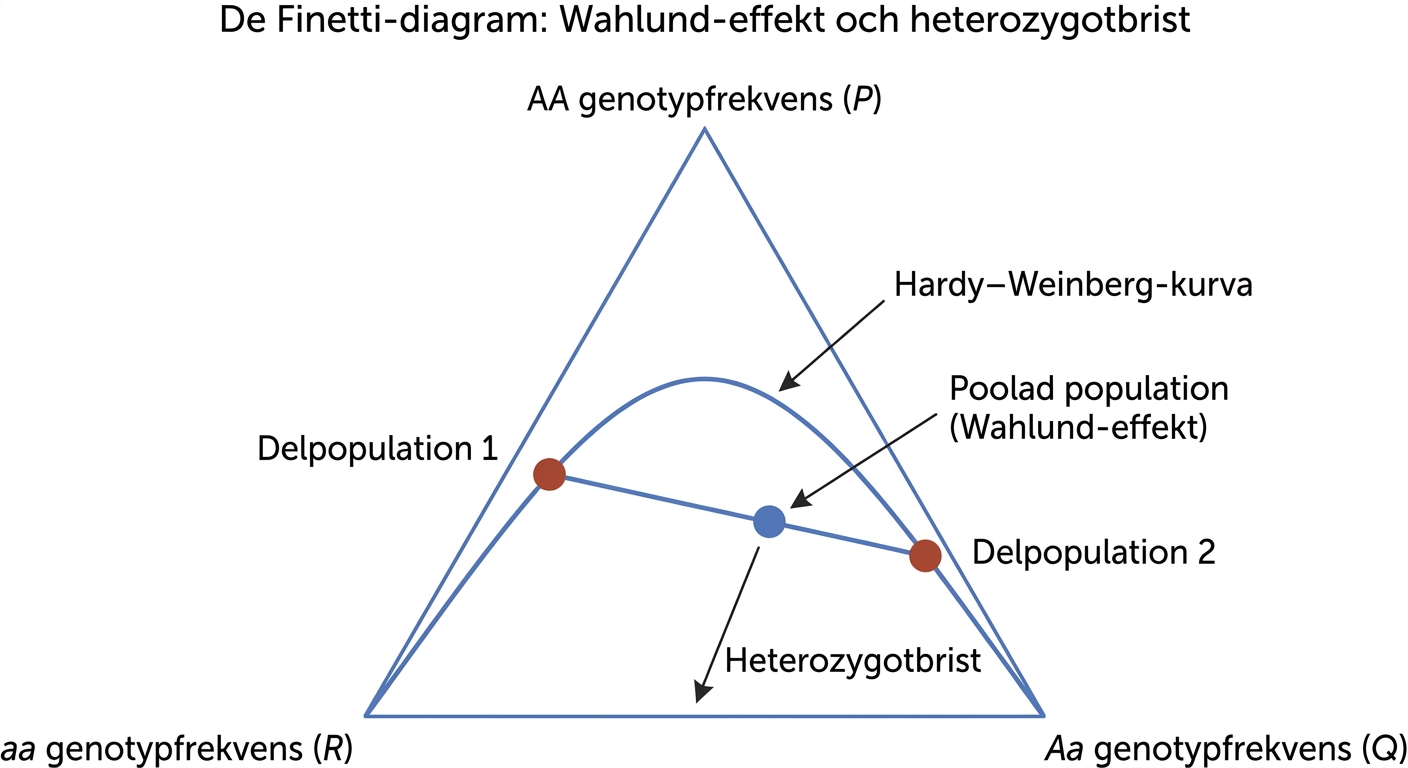 De Finetti-diagram över genotypfrekvenser och Wahlund-effekt
