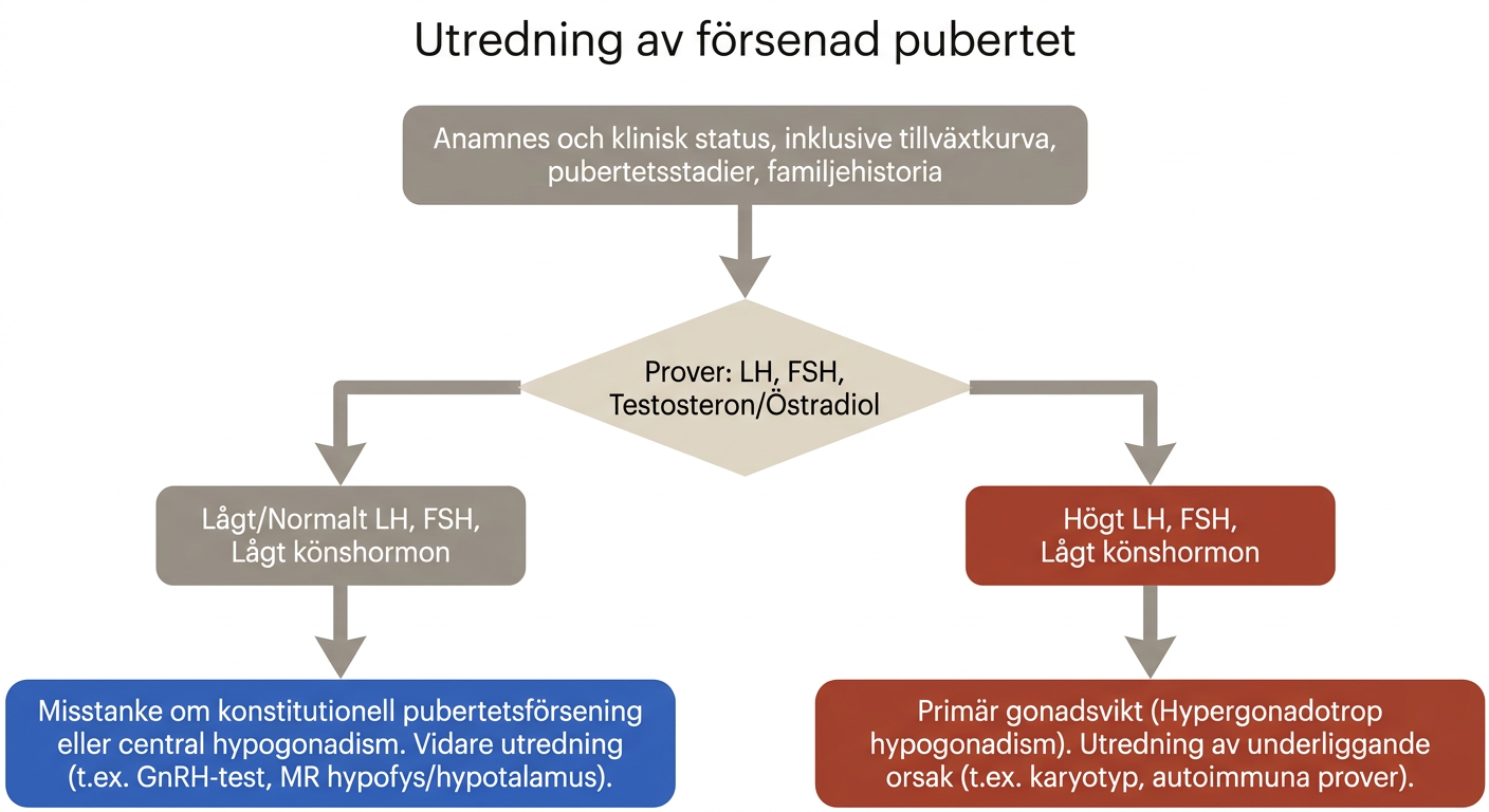 Flödesschema för utredning av försenad pubertet