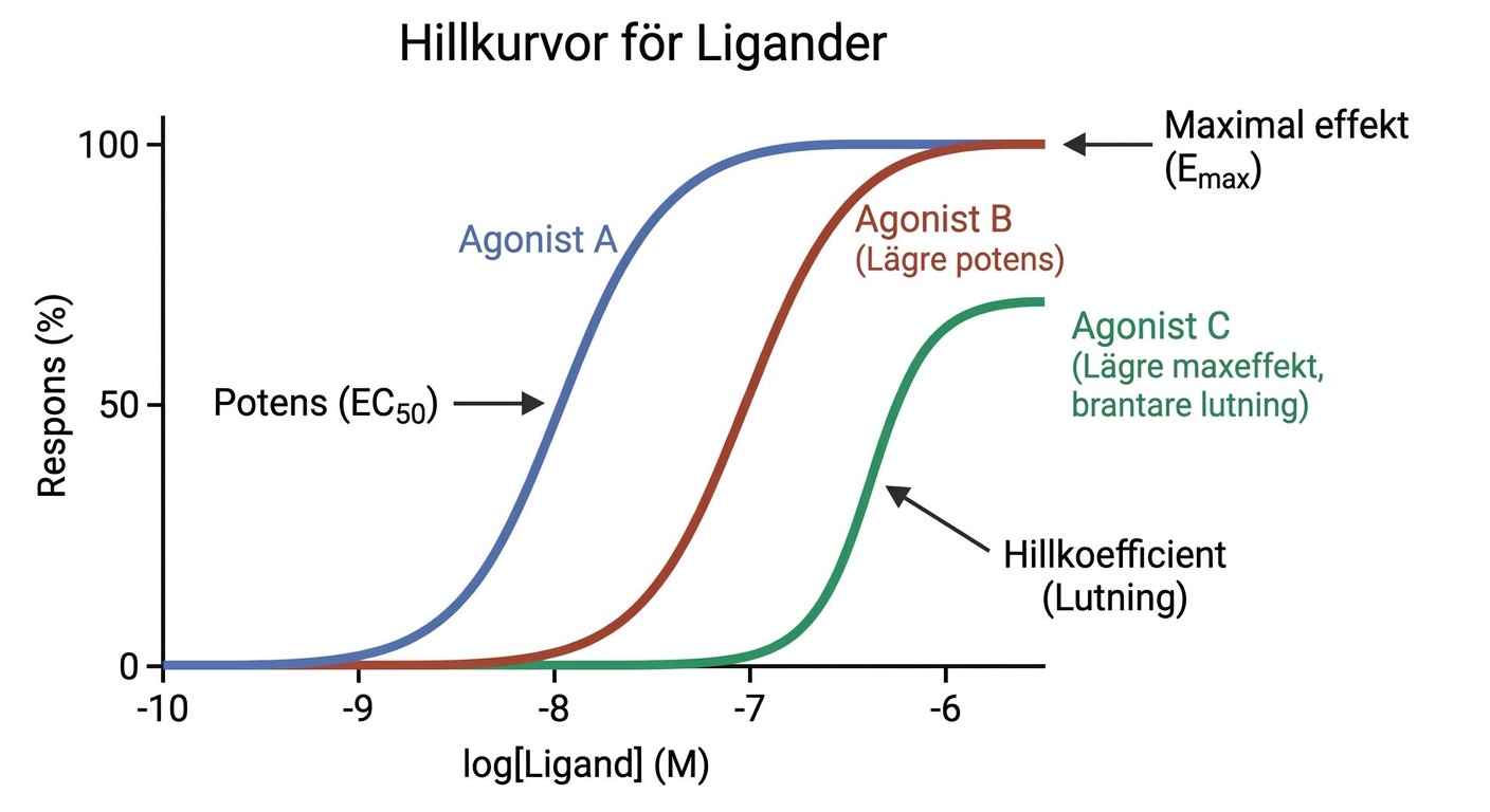 Hillkurvor för ligander med olika potens, maximal effekt och branthet.