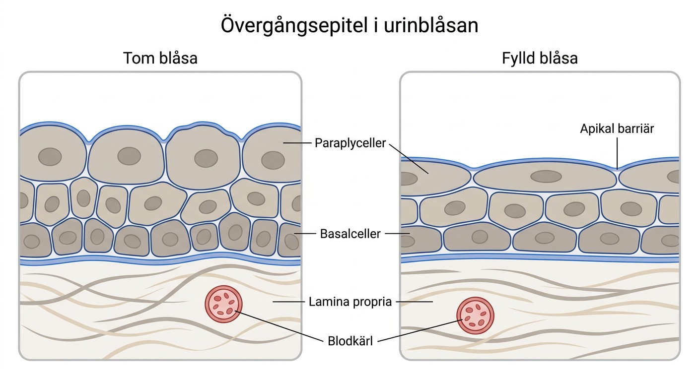 Ljusmikroskopisk bild av urinblåsans övergångsepitel med flerskiktat urothelium.