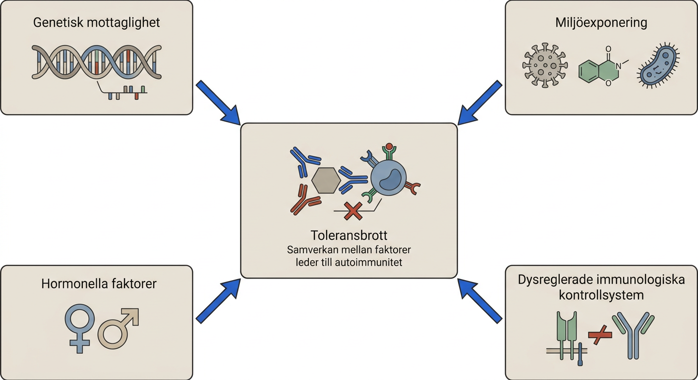 Schematisk bild av genetiska, miljömässiga, hormonella och immunologiska faktorer vid autoimmunitet.