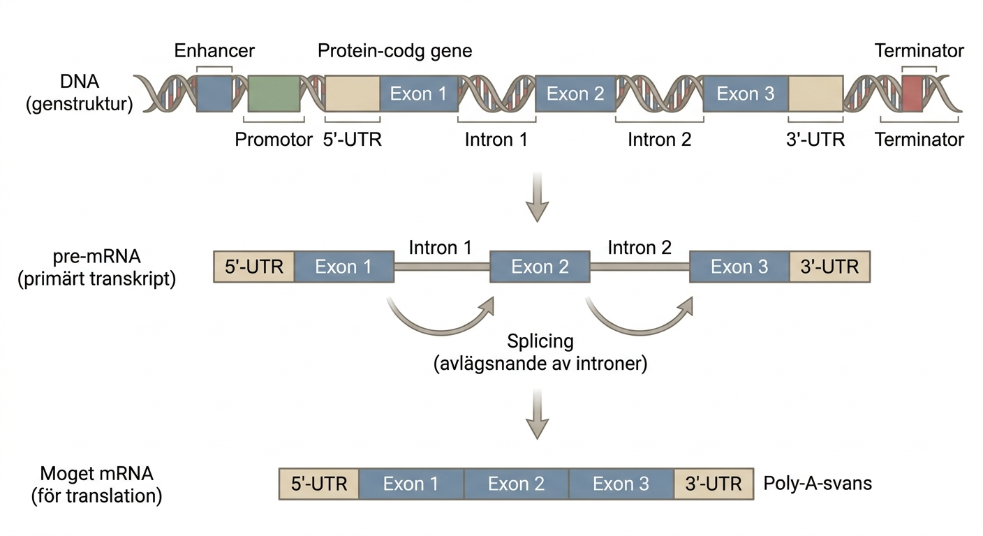 Struktur hos en proteinkodande eukaryot gen med regulatoriska element, exoner, introner och UTR.