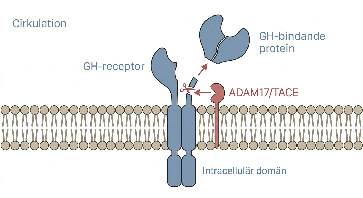 Proteolytisk avspjälkning av GH-receptorns extracellulära domän