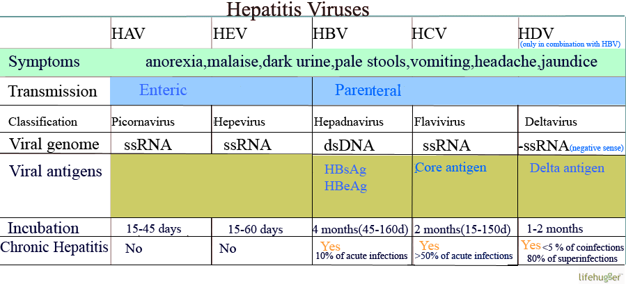 Översikt över hepatitvirus A, B, C, D och E med virusfamilj, transmission, inkubation och kronifieringsrisk.