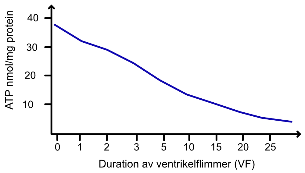 ATP-koncentration i myokardium som en funktion av tid i ventrikelflimmer.