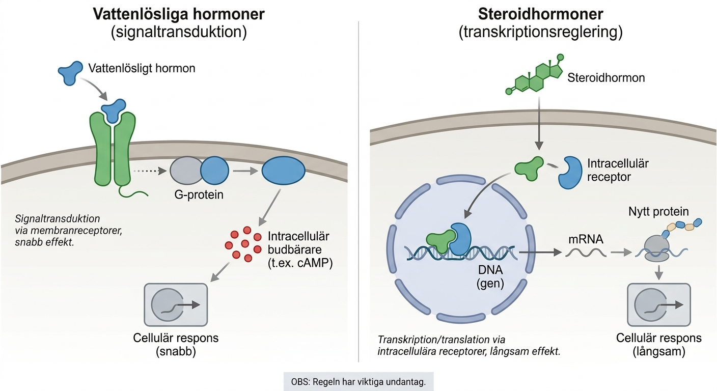 Principiell jämförelse mellan vattenlösliga hormoners membransignalering och steroidhormoners intracellulära verkan.