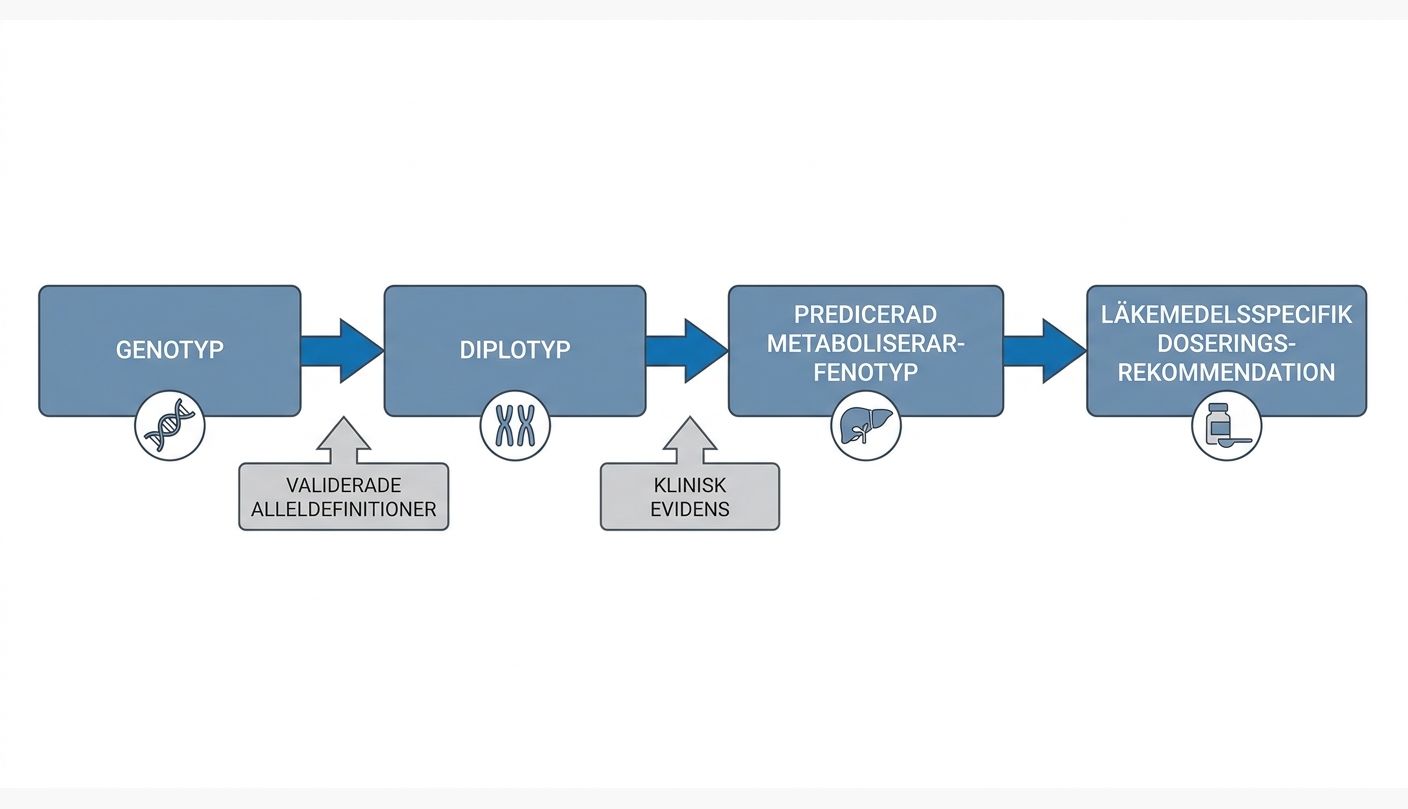 Schematisk kedja från farmakogenomisk genotyp till fenotyp och doseringsrekommendation.