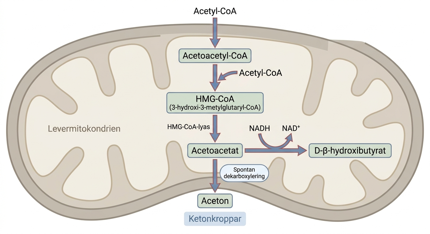 Ketogenes från acetyl-CoA via acetoacetyl-CoA och HMG-CoA till acetoacetat, beta-hydroxibutyrat och aceton.