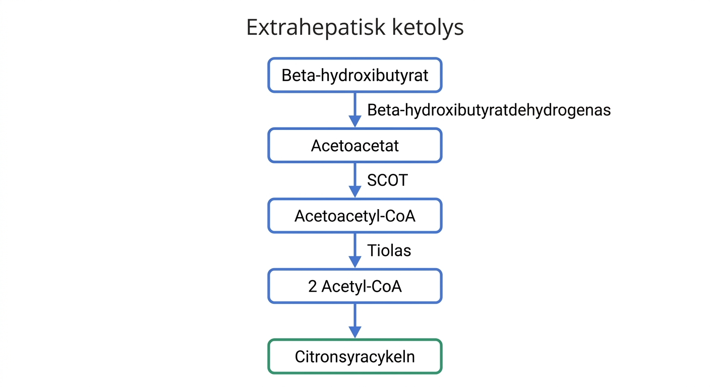 Ketolys med omvandling av beta-hydroxibutyrat och acetoacetat via acetoacetyl-CoA till acetyl-CoA.
