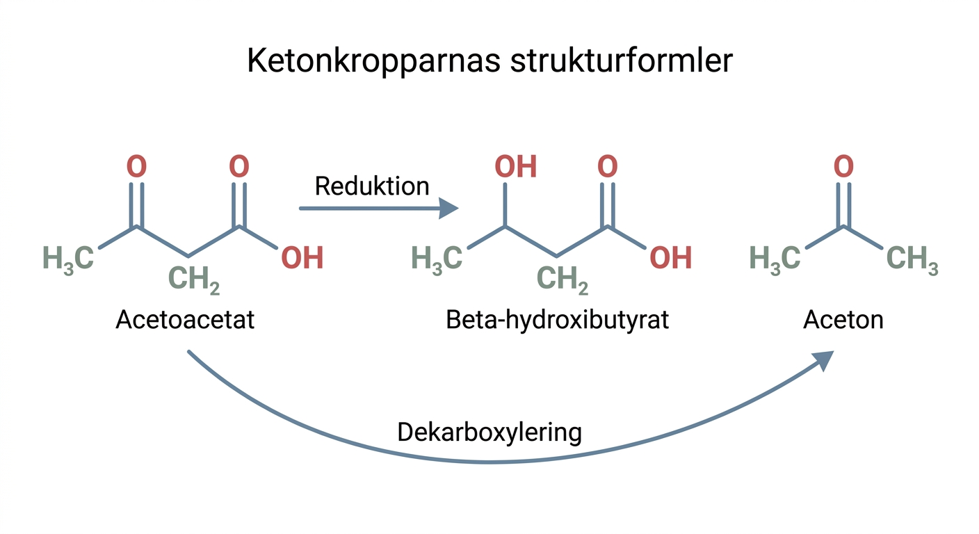 Strukturformler för aceton, acetoättiksyra och beta-hydroxismörsyra.